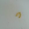 7096959 - WM SRIKANDI MATA PUTIH [8K - 0.95gr]