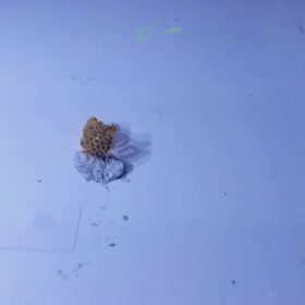 7139316 - WT MODEL KLIP BUNGA MP [16K - 2.25gr]