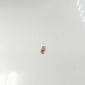 7154389 - LM MODEL KOKOT [8K - 0.26gr]