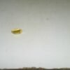 7169070 - LANTAK LOKAL POTONGAN KW 1 [24K - 2.08gr]