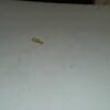 7169185 - 1 BIJI KOKOT [24K - 0.18gr]